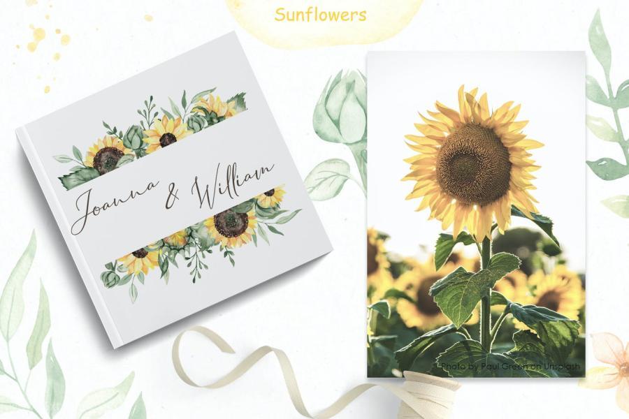 25xt-161199 Sunflowers-Watercolor-collectionz8.jpg