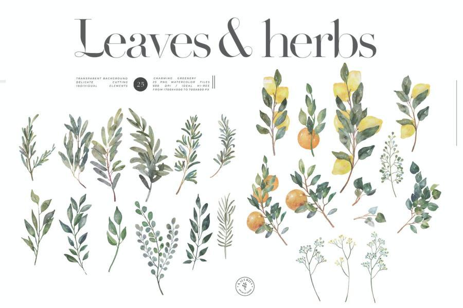 25xt-170809 Herbs-and-leaves---watercolor-summer-kitz2.jpg