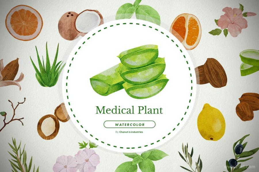 25xt-486860 50-Cosmetic-and-Medicinal-Plants-Illustrationz2.jpg