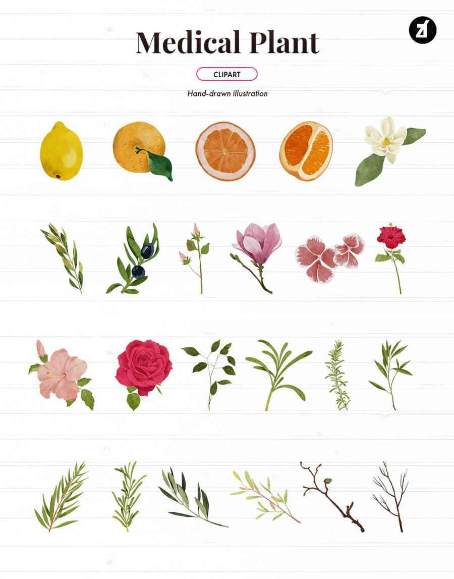 25xt-486860 50-Cosmetic-and-Medicinal-Plants-Illustrationz4.jpg