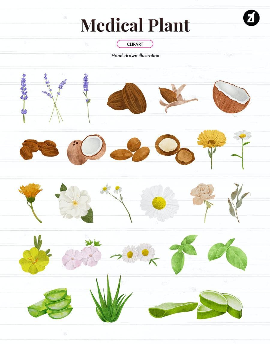 25xt-486860 50-Cosmetic-and-Medicinal-Plants-Illustrationz5.jpg