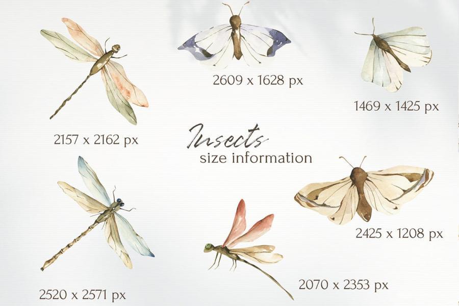 25xt-487754 Watercolor-Insects-clipart,-trendy-png-elementsz7.jpg