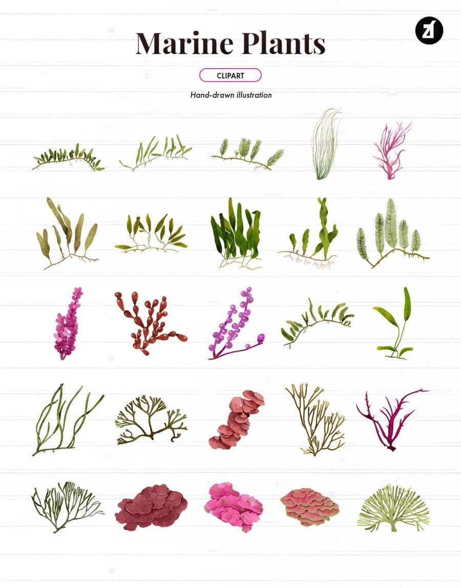 25xt-487790 50-Marine-and-Underwater-Plant-Watercolor-Packz4.jpg