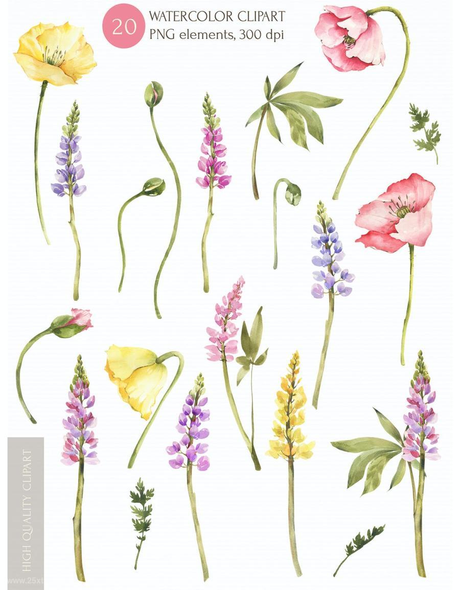 25xt-488009 Watercolor-Poppy-clipart-Summer-png-collectionz6.jpg