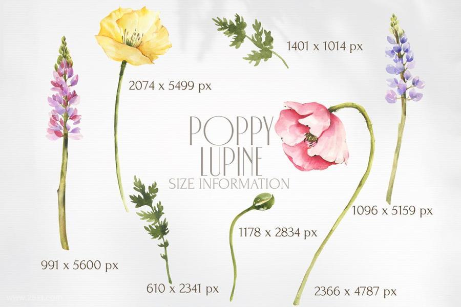 25xt-488009 Watercolor-Poppy-clipart-Summer-png-collectionz8.jpg