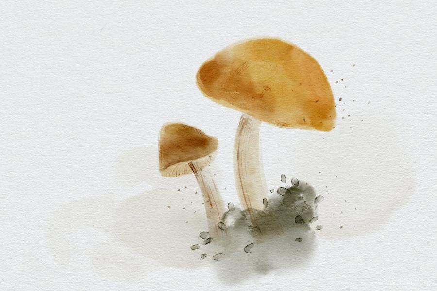 25xt-488107 Realistic-watercolor-brushes---PSz4.jpg
