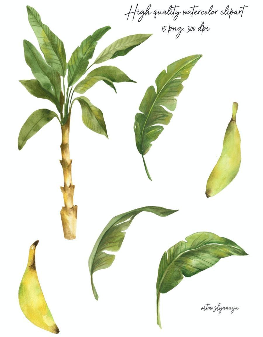 25xt-488652 Watercolor-Clipart-Banana-Exotic-fruitz3.jpg