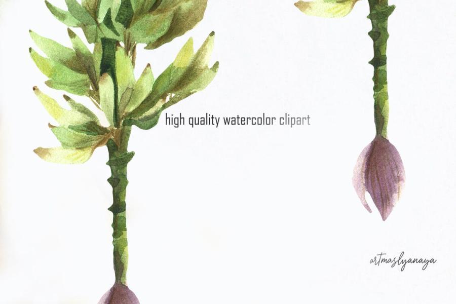 25xt-488652 Watercolor-Clipart-Banana-Exotic-fruitz4.jpg