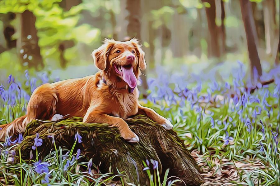 25xt-488465 Pets-Paint-Photoshop-Effectz5.jpg