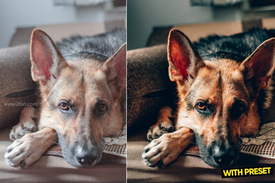25xt-171330 ARTA---Love-Dogs-Presets-for-Lightroomz5.jpg