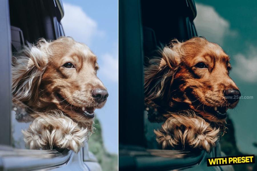 25xt-171330 ARTA---Love-Dogs-Presets-for-Lightroomz6.jpg