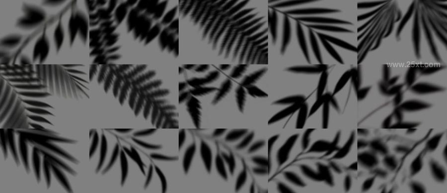 25xt-171630 Plant-Shadows-Packz3.jpg