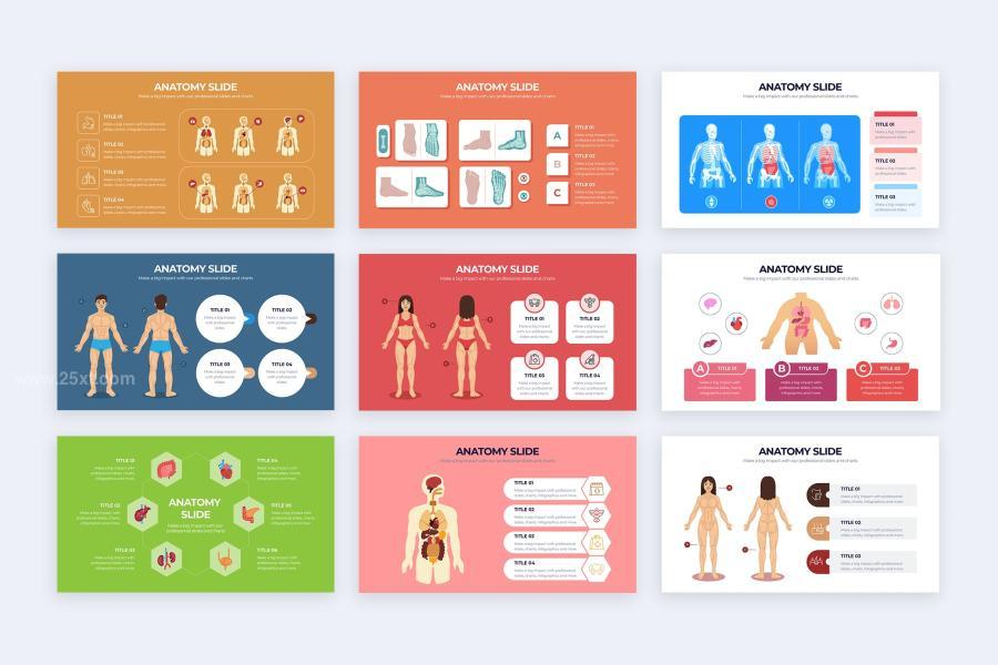 25xt-162218 Medical-Anatomy-Slide-PowerPoint-Infographicsz3.jpg