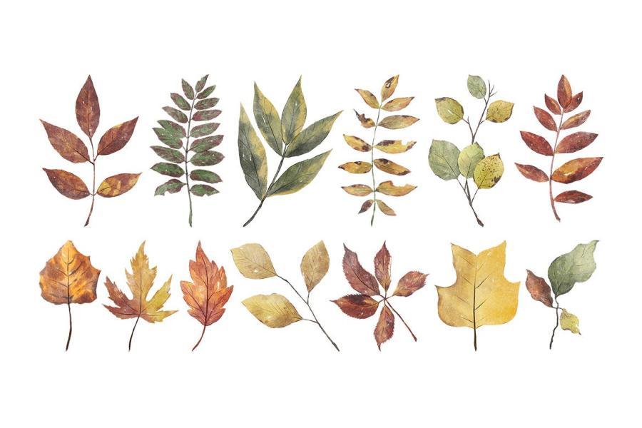 25xt-162414 Thanksgiving-Watercolor-Illustrationz5.jpg