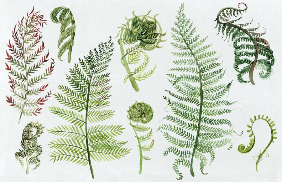 25xt-162047 Watercolor-Fern-Collectionz3.jpg