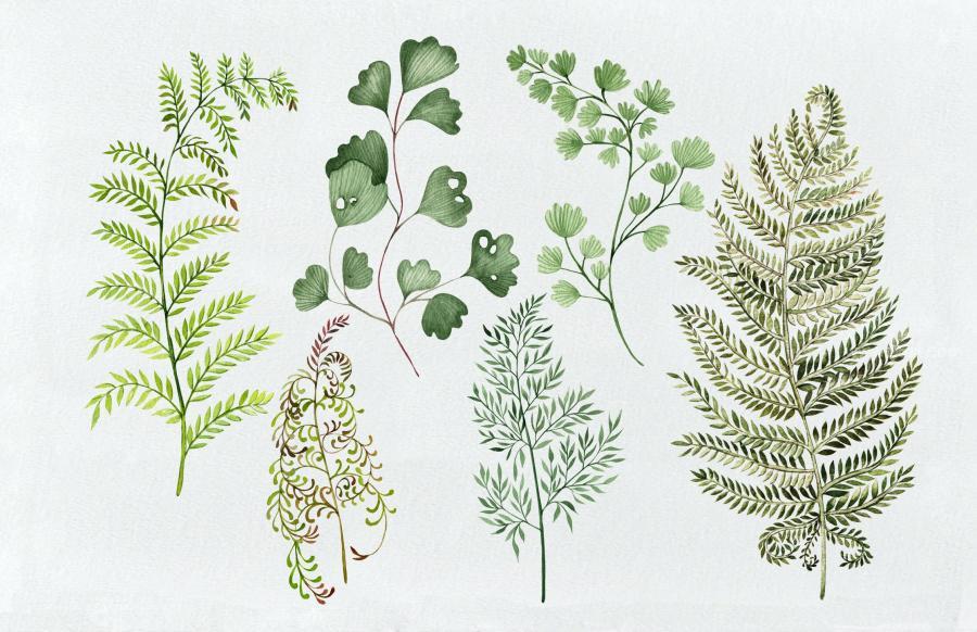 25xt-162047 Watercolor-Fern-Collectionz6.jpg