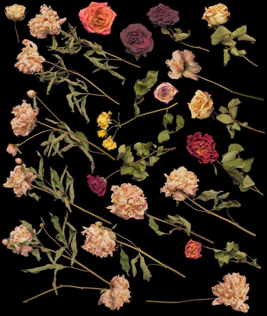 25xt-164823 Dry-Flowersz3.jpg