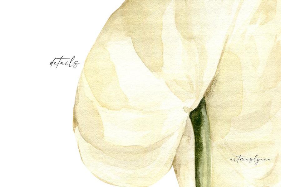 25xt-164946 Watercolor-Anthurium-Flowers-clipart-Floral-imagez4.jpg