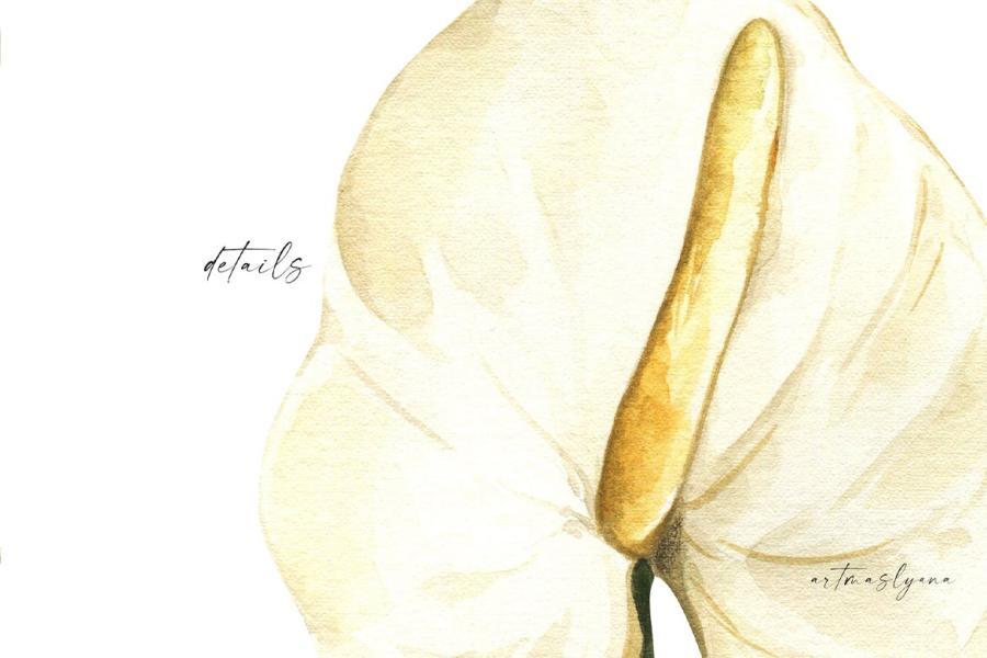 25xt-164946 Watercolor-Anthurium-Flowers-clipart-Floral-imagez5.jpg