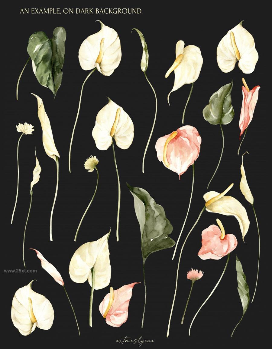 25xt-164946 Watercolor-Anthurium-Flowers-clipart-Floral-imagez6.jpg