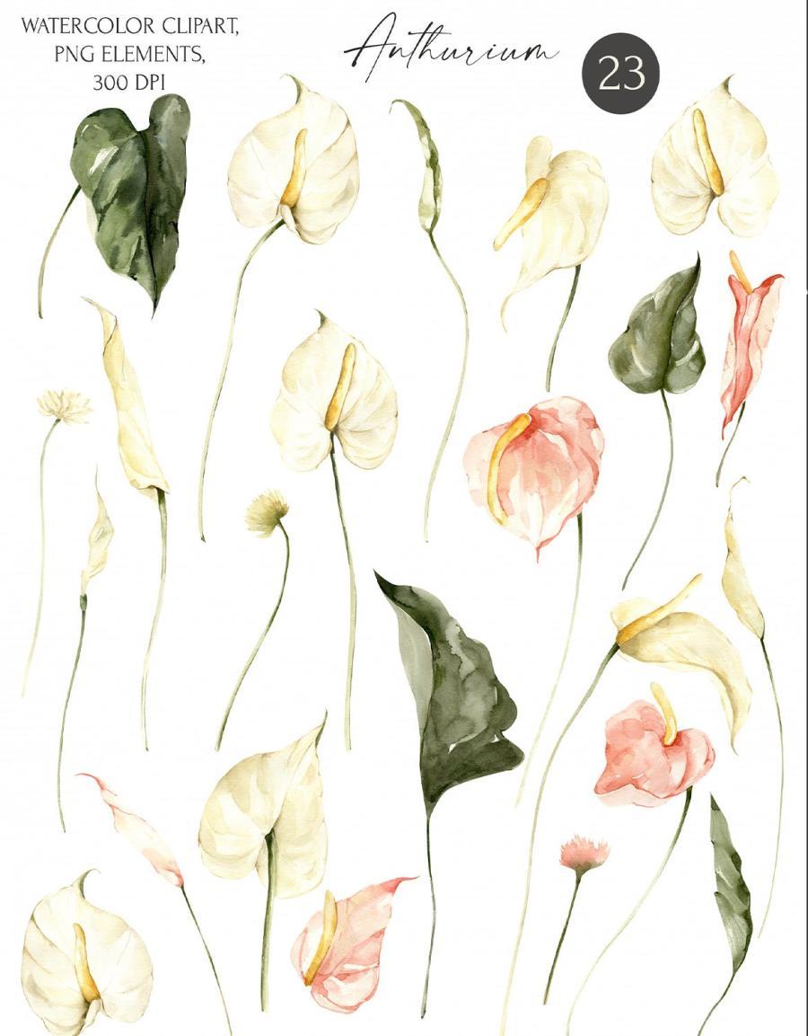 25xt-164946 Watercolor-Anthurium-Flowers-clipart-Floral-imagez7.jpg
