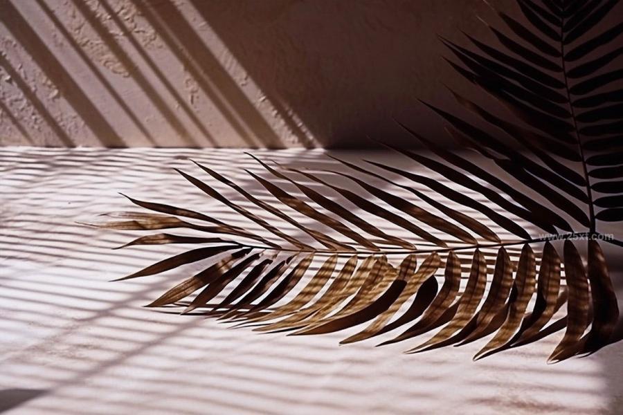 25xt-165435 Palm-Leaves-3D-Backgroundsz5.jpg