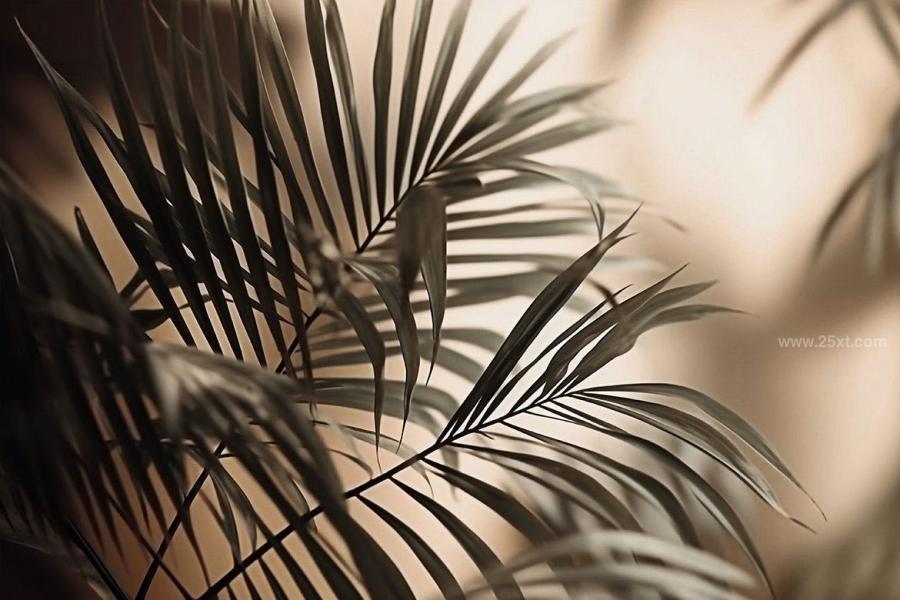 25xt-165435 Palm-Leaves-3D-Backgroundsz9.jpg
