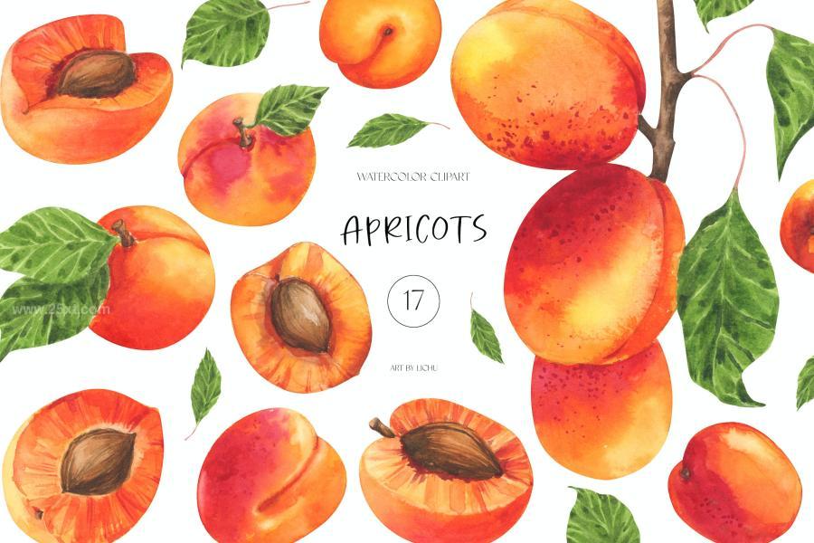 25xt-165483 Apricots-Fruits-Watercolor-Illustrations-Summerz2.jpg
