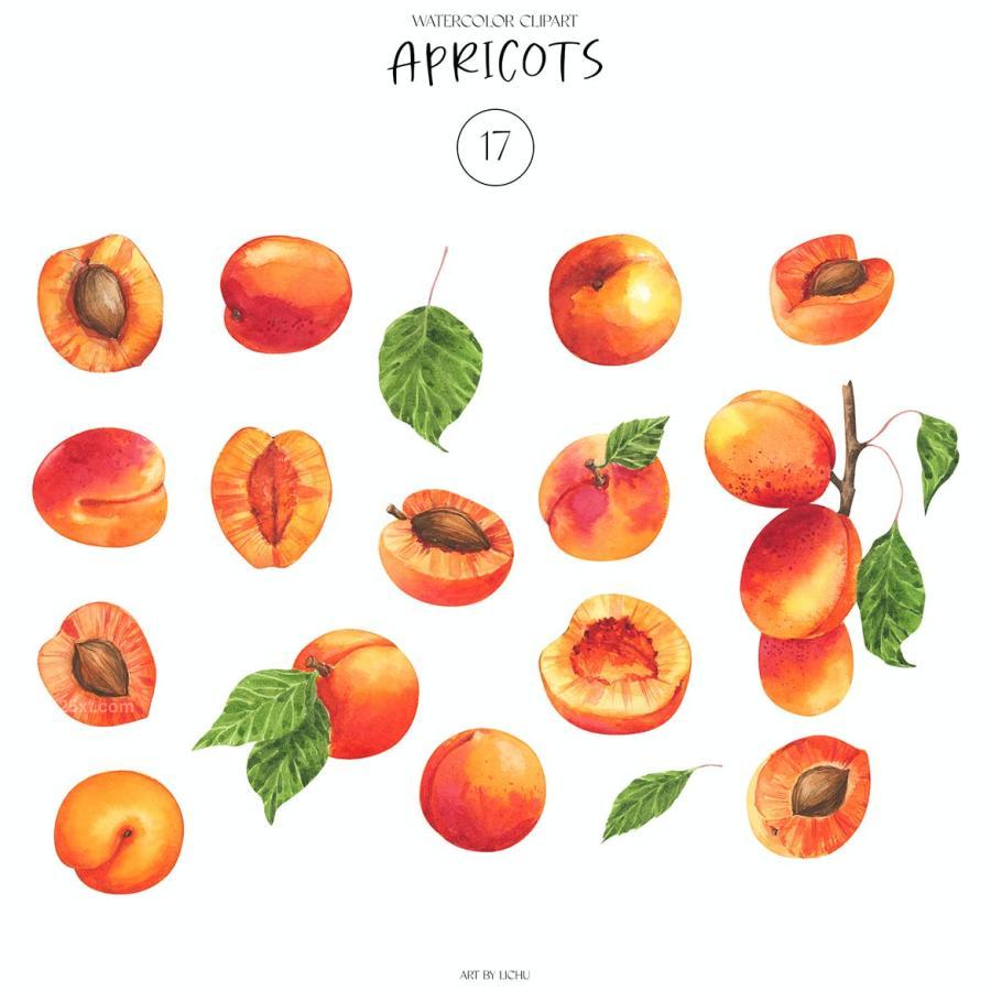 25xt-165483 Apricots-Fruits-Watercolor-Illustrations-Summerz3.jpg