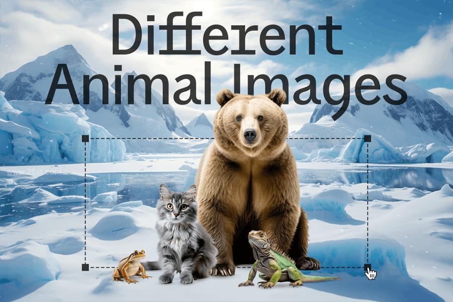 25xt-174125 Animal-Collage-Creatorz5.jpg