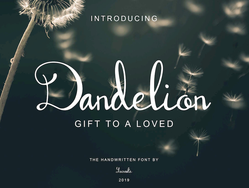 Dandelion 2.jpg