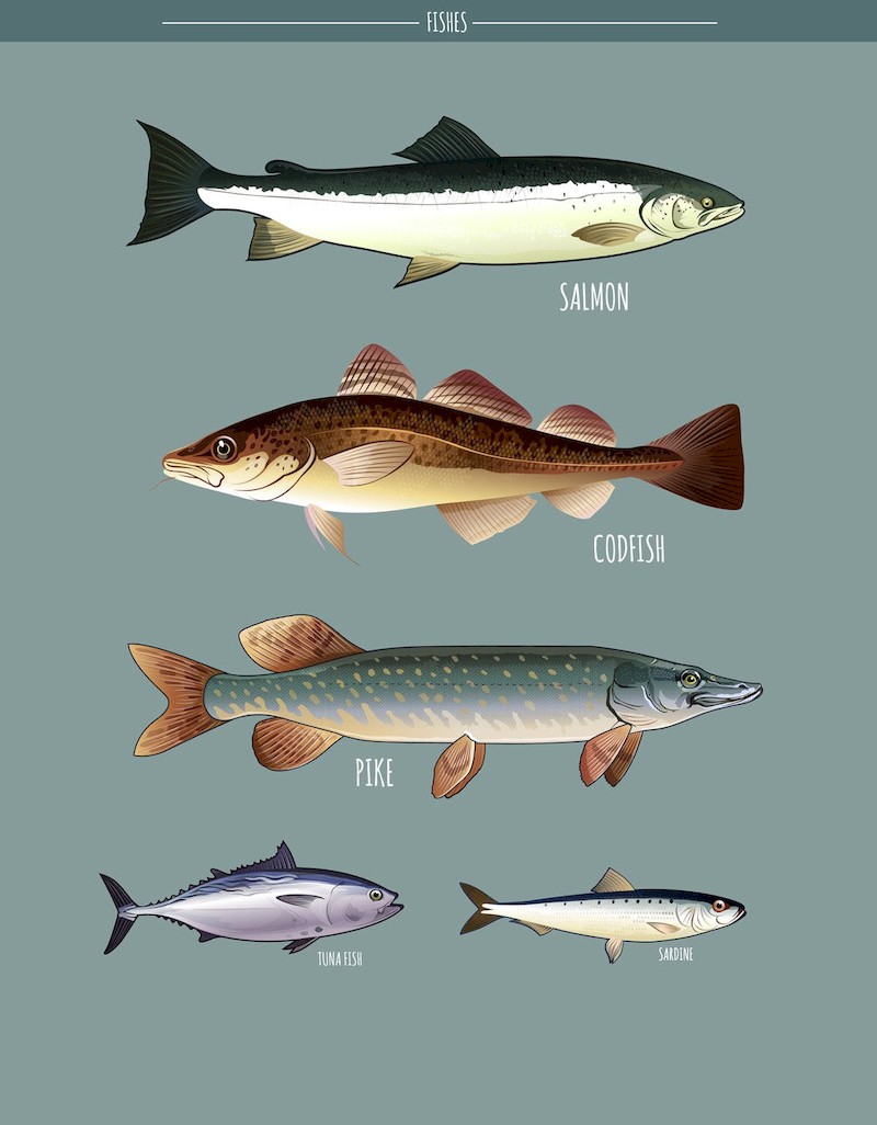 Seafood Vector Pack-2.jpg