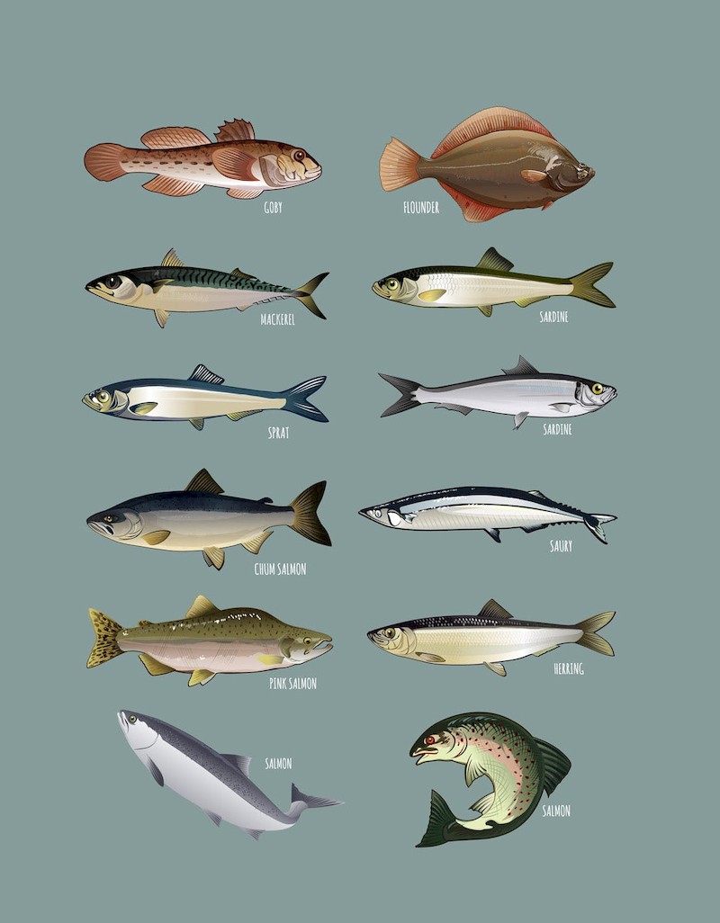 Seafood Vector Pack-4.jpg