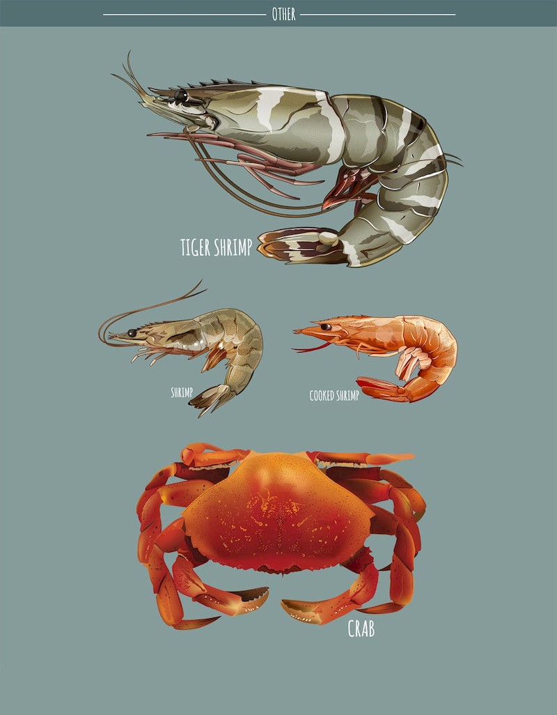 Seafood Vector Pack-6.jpg