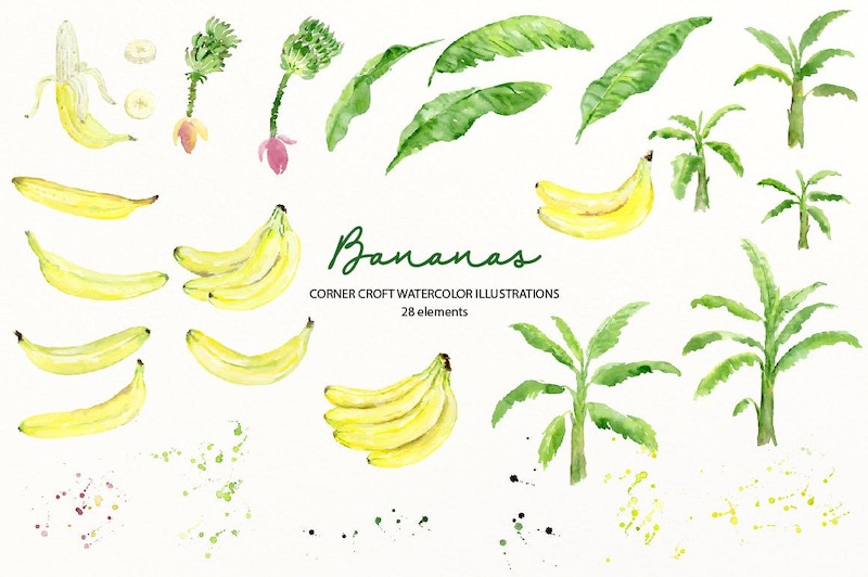 Watercolor Banana Illustration-7.jpg