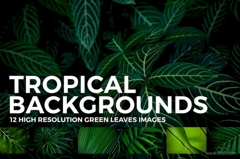 12 Tropical Leaves Backgrounds-4.jpg