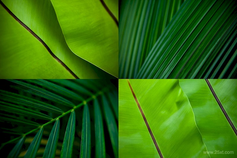 12 Tropical Leaves Backgrounds-3.jpg
