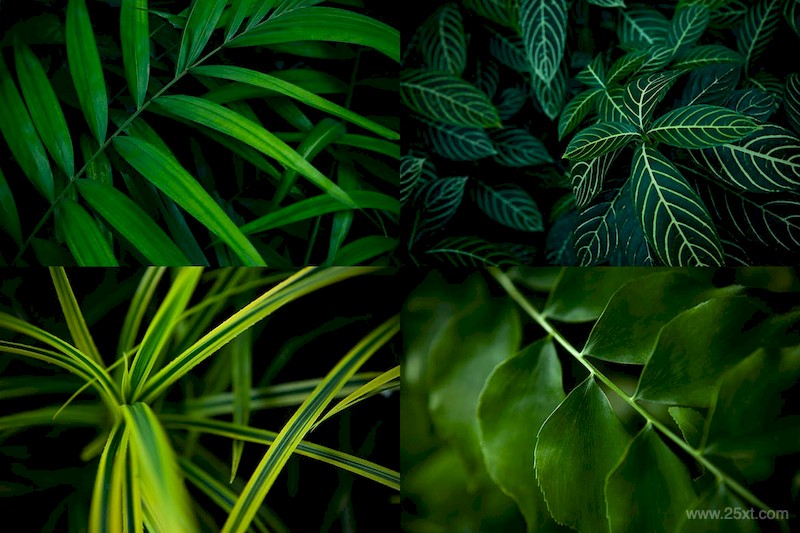 12 Tropical Leaves Backgrounds-1.jpg