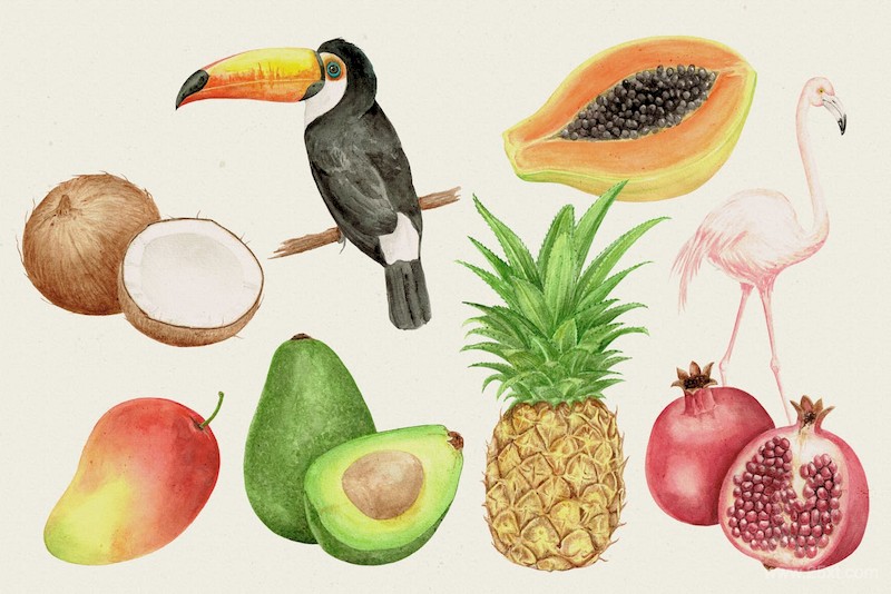Watercolor Tropical Collection  Fruits & Birds-3.jpg