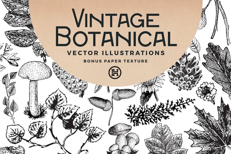 Vintage Botanical Vector-1.jpg