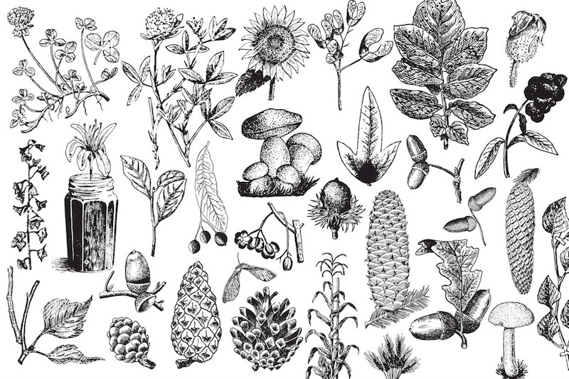 Vintage Botanical Vector-7.jpg