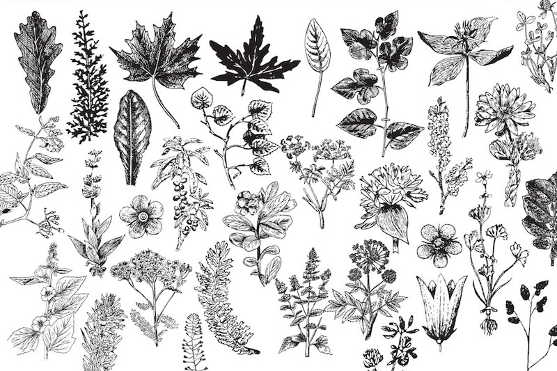 Vintage Botanical Vector-5.jpg