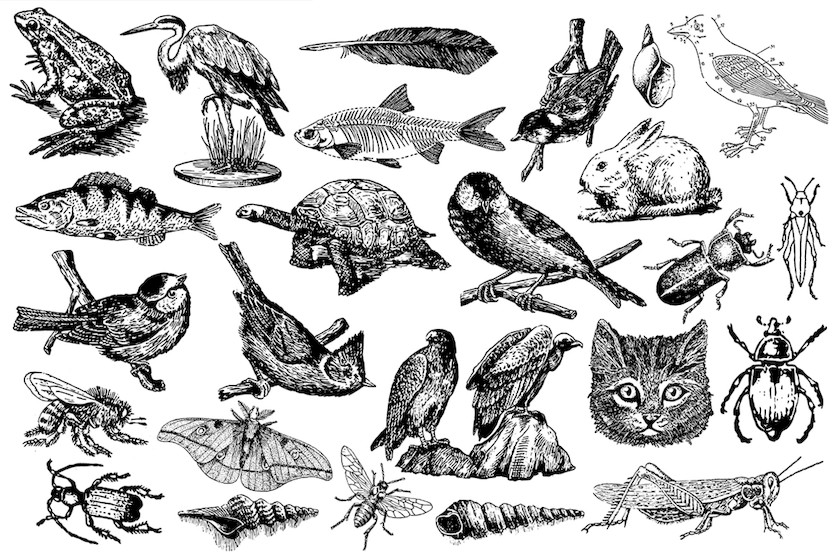 Animals and Insects Vectors 2.jpg