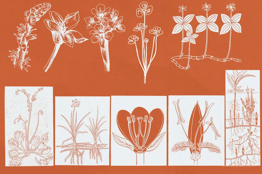52 Botanical Illustrations 2.jpg