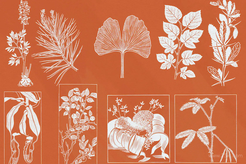 52 Botanical Illustrations 5.jpg