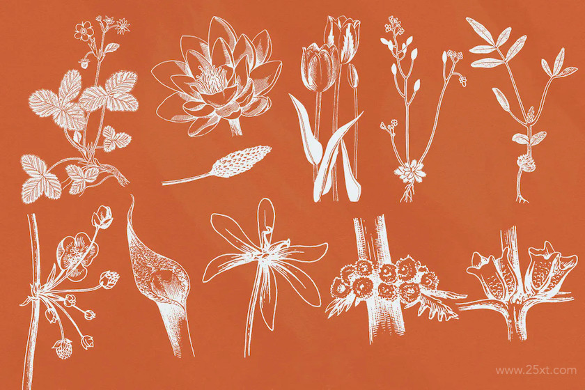 52 Botanical Illustrations 4.jpg