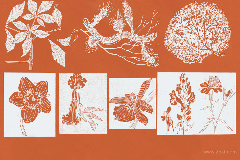 52 Botanical Illustrations 1.jpg