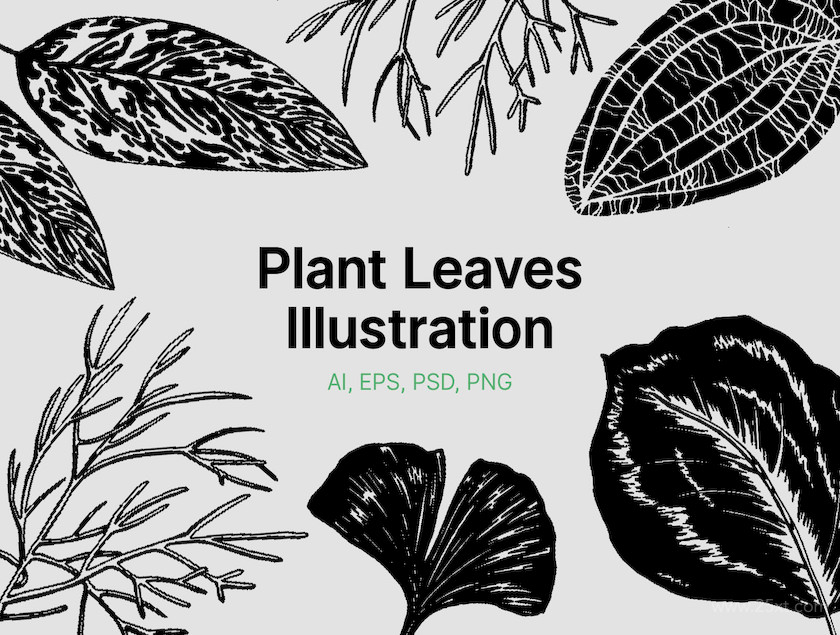 483488 Plant Leaves Illustrations2.jpg