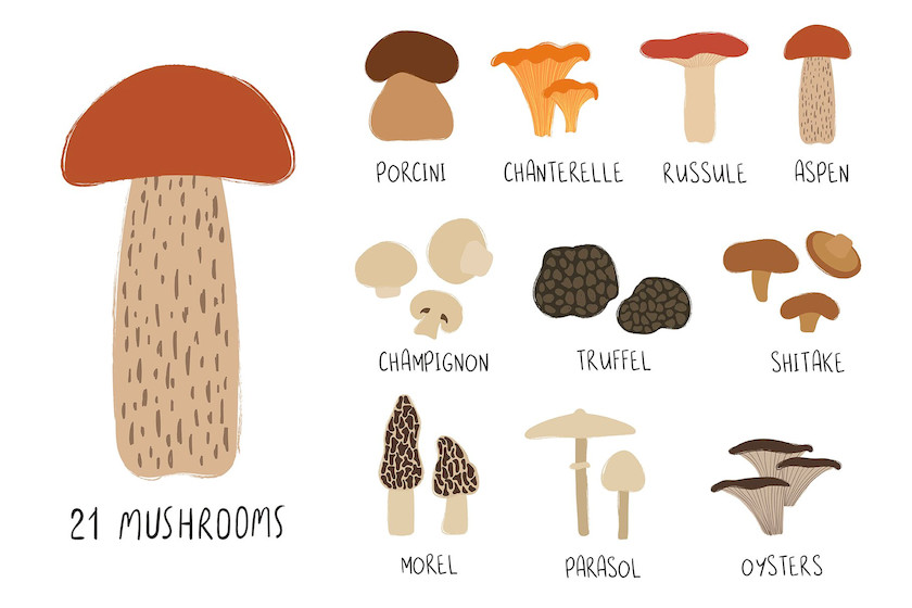 483649 Go for Mushrooms. Forest Collection2.jpg