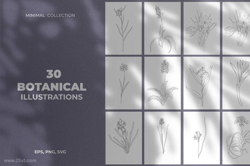 25xt-484449 Minimal Botanical Illustrations	1.jpg